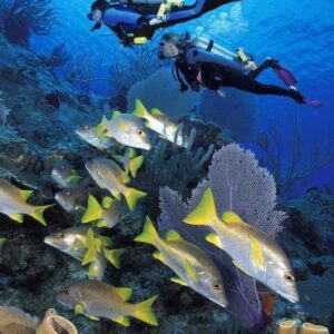 Diving Tour in the Rosario Islands